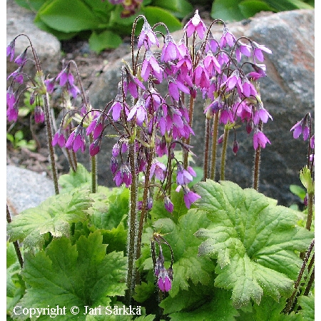 Toukoheidinkukka - klockviva - Cortusa matthioli